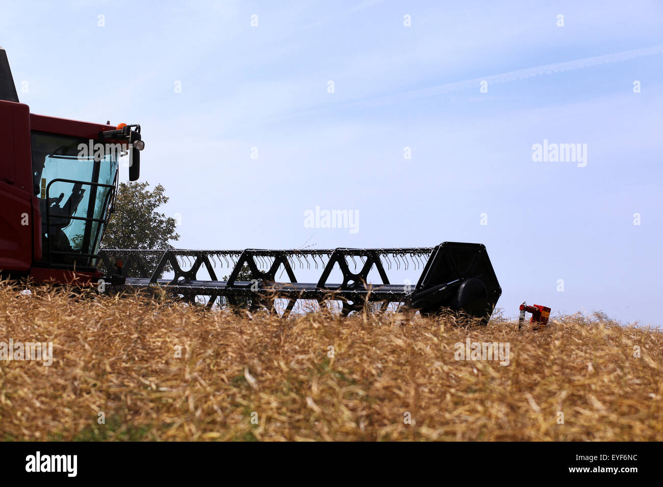 Harvest Farming with harvester Combine harvester Stock Photo Alamy
