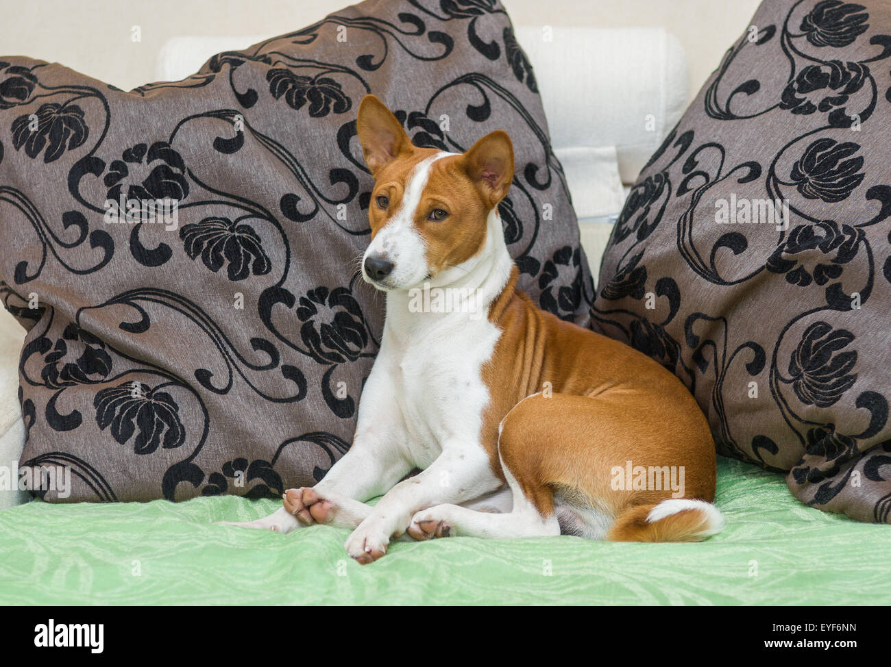 Sleepy Basenji dog being resting on the sofa Stock Photo - Alamy