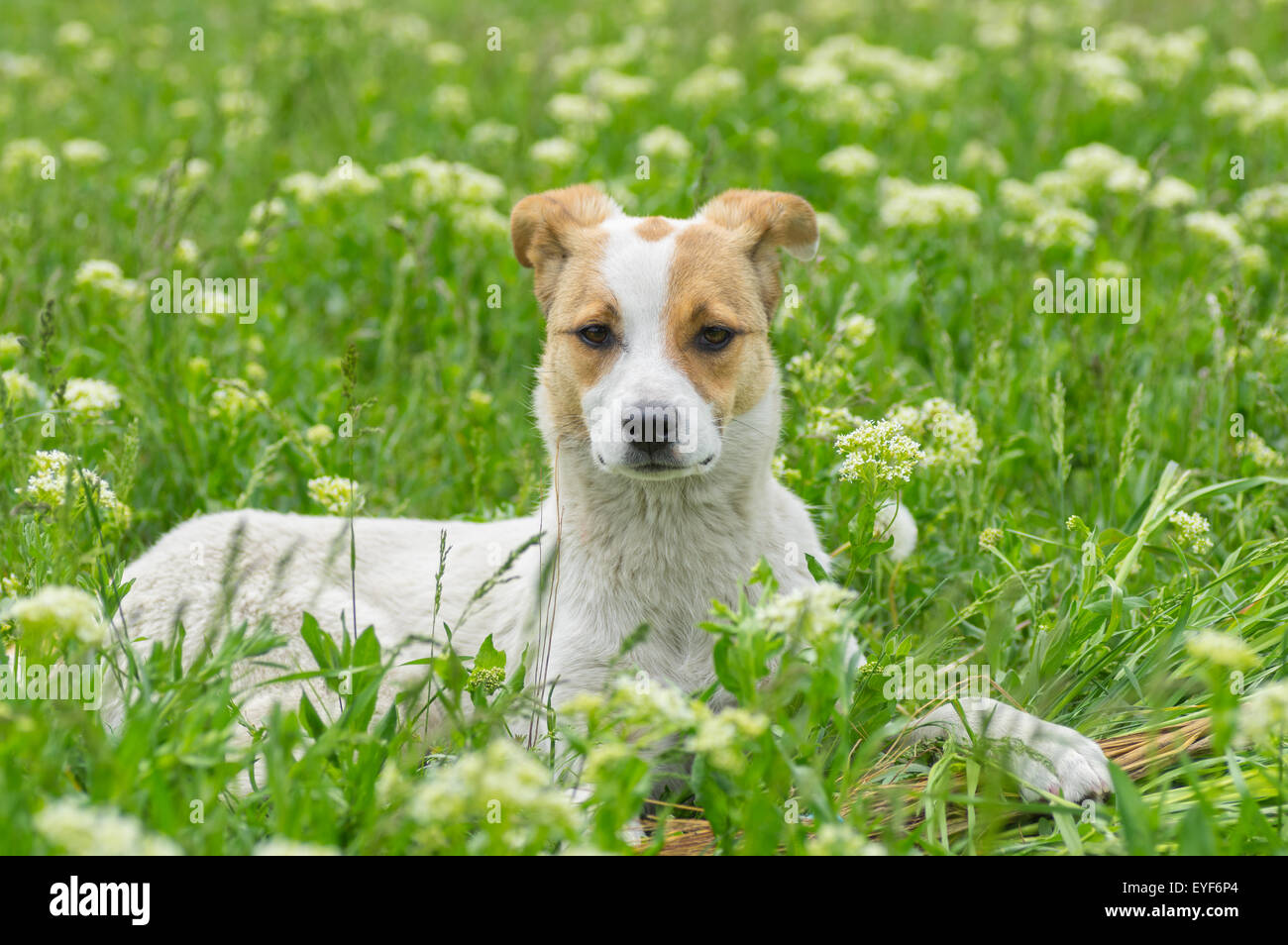 Portrait of adorable stray dog lying in spring grass Stock Photo Alamy