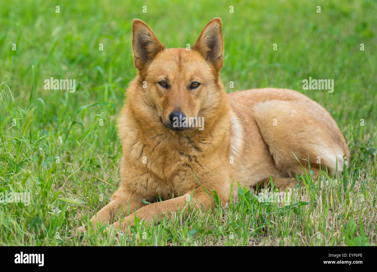 Mixed breed dog having rest in the spring grass Stock Photo - Alamy