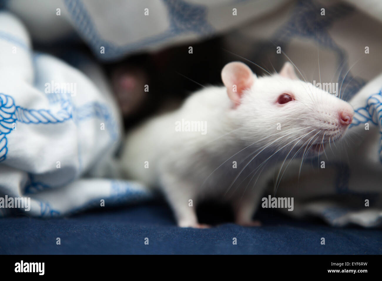 Two pet rats closeup photo Stock Photo