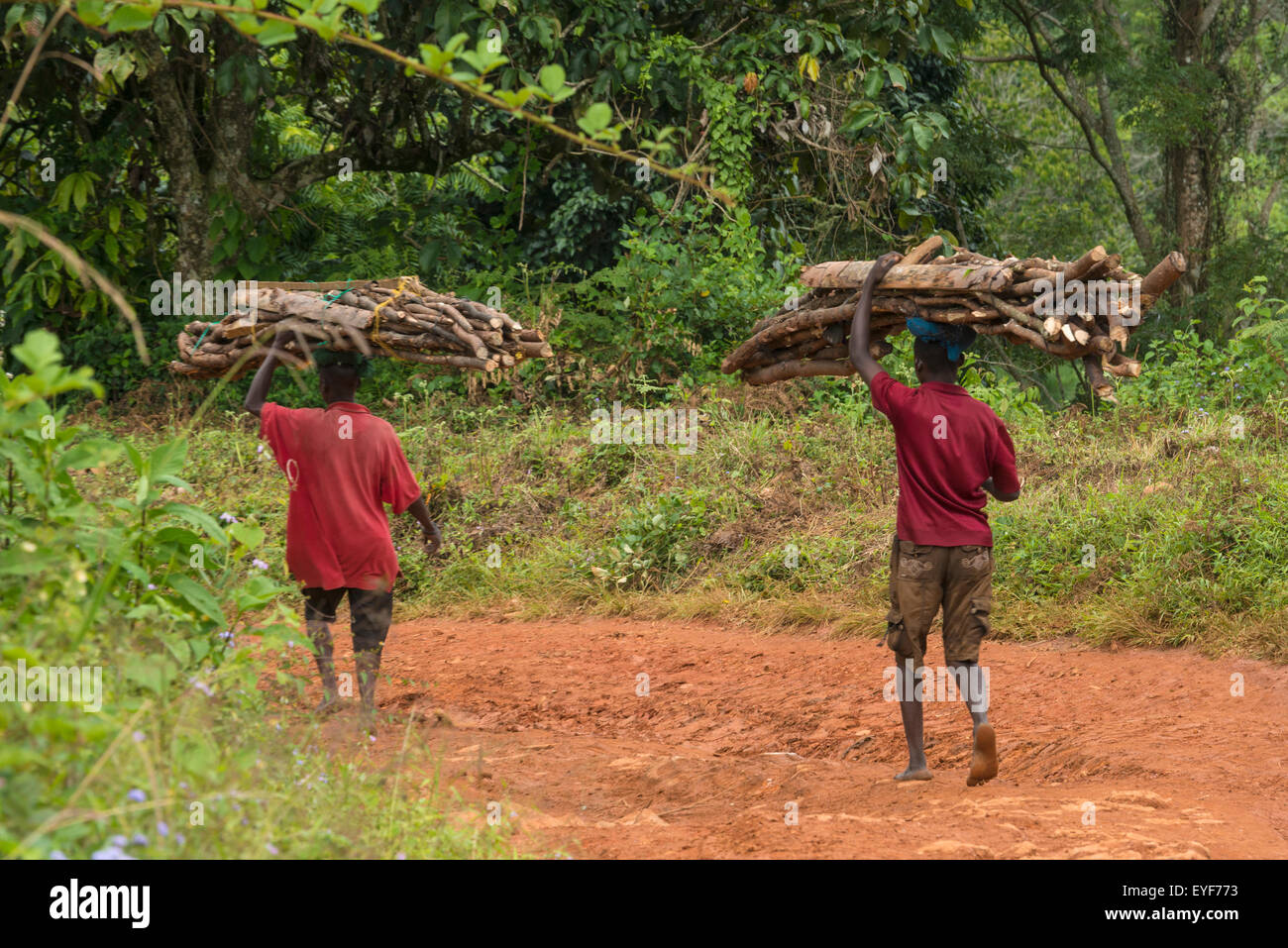 Young men walking down dirt road with large piles of wood on their heads, Zomba plateau; Malawi Stock Photo