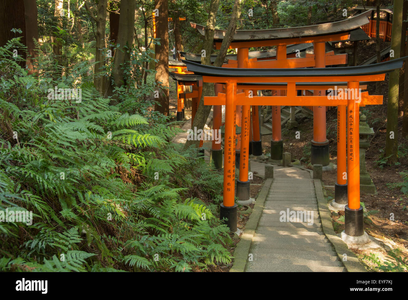 〈洋書〉増補版 KYOTO the forest within the gate Tori gates in the forest; Kyoto, Japan Stock Photo - Alamy