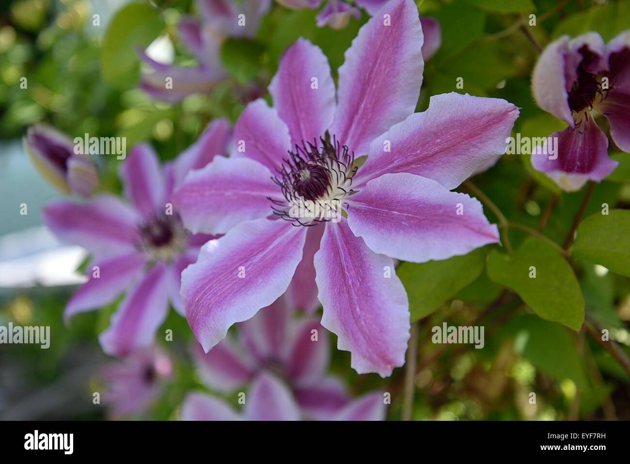 Clematis in full bloom and at their best Stock Photo Alamy