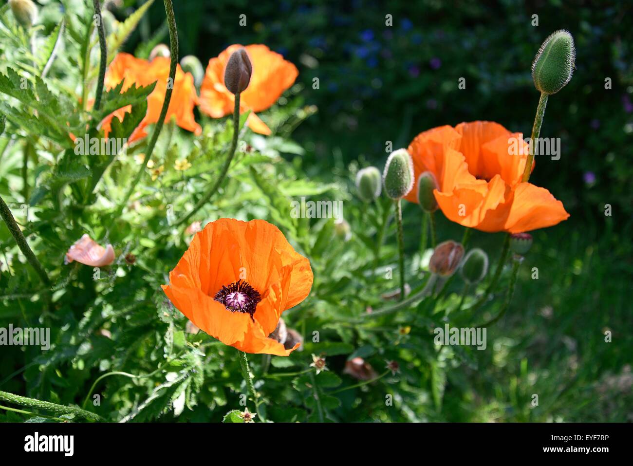 Clematis in full bloom and at their best Stock Photo Alamy