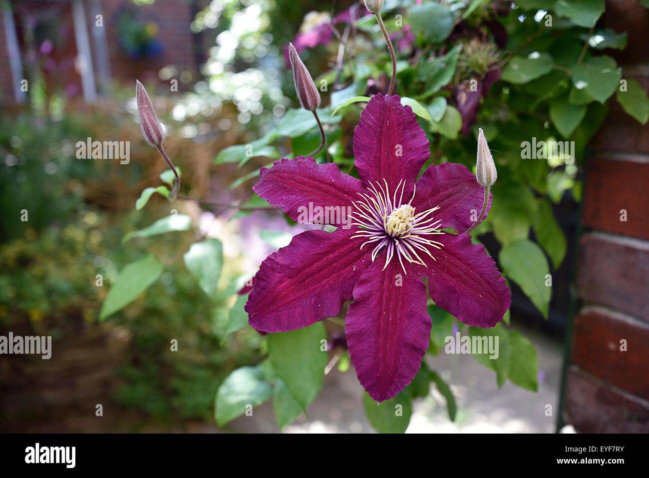 Clematis in full bloom and at their best Stock Photo Alamy