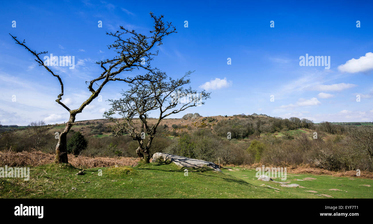 Trees silhouetted in front of moorland, Dartmoor, Devon Stock Photo