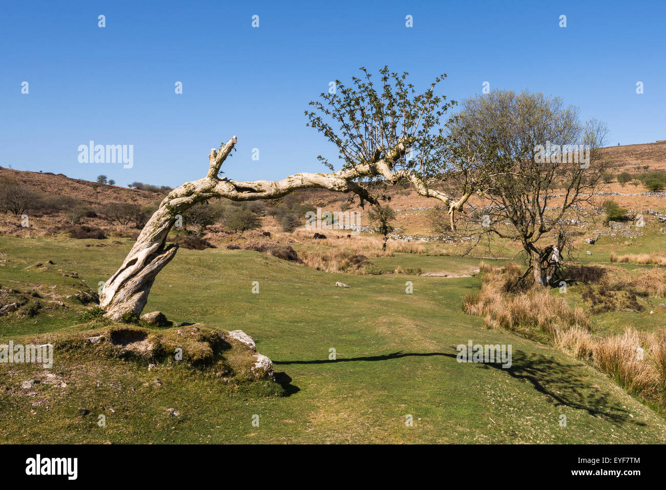 Wizened old tree in Dartmoor valley with ponies in the distance Stock Photo