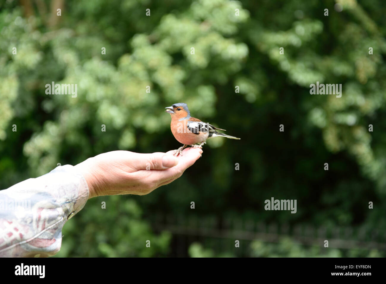 Hyde Park, London England, looking it's best with wild birds and animals Stock Photo