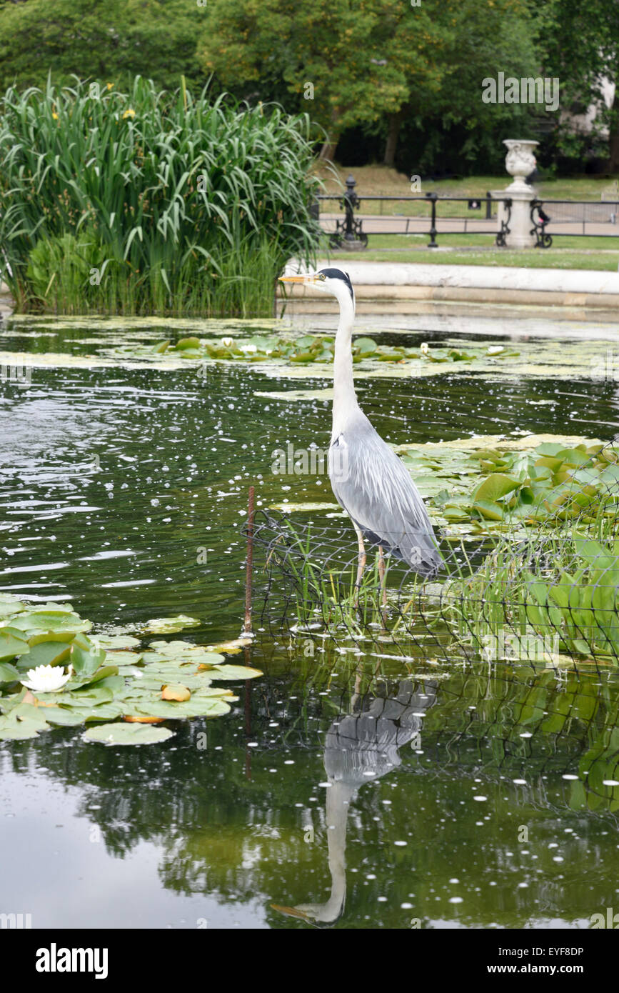 Hyde Park, London England, looking it's best with wild birds and animals Stock Photo