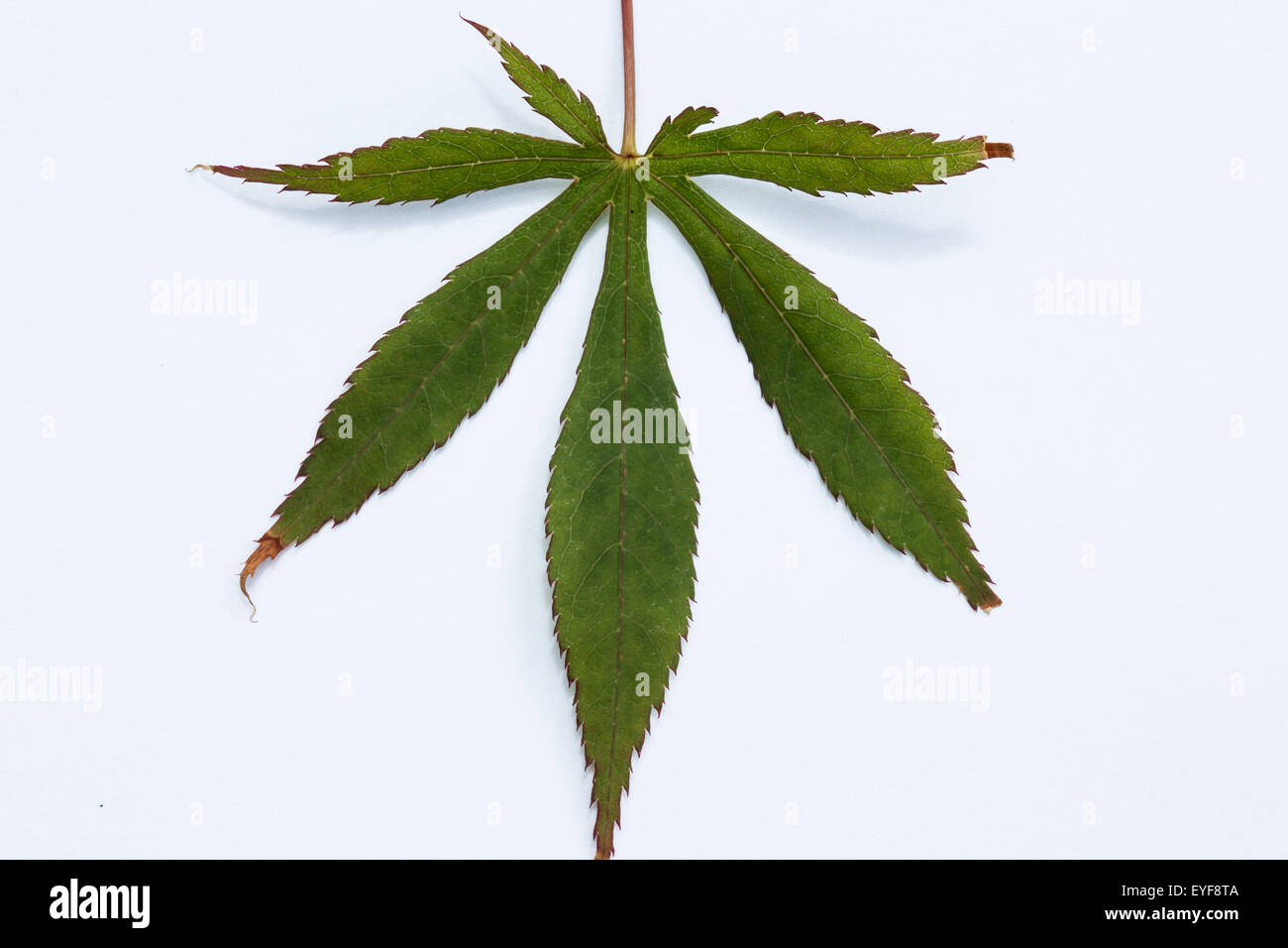 An Acer leaf in summer Stock Photo