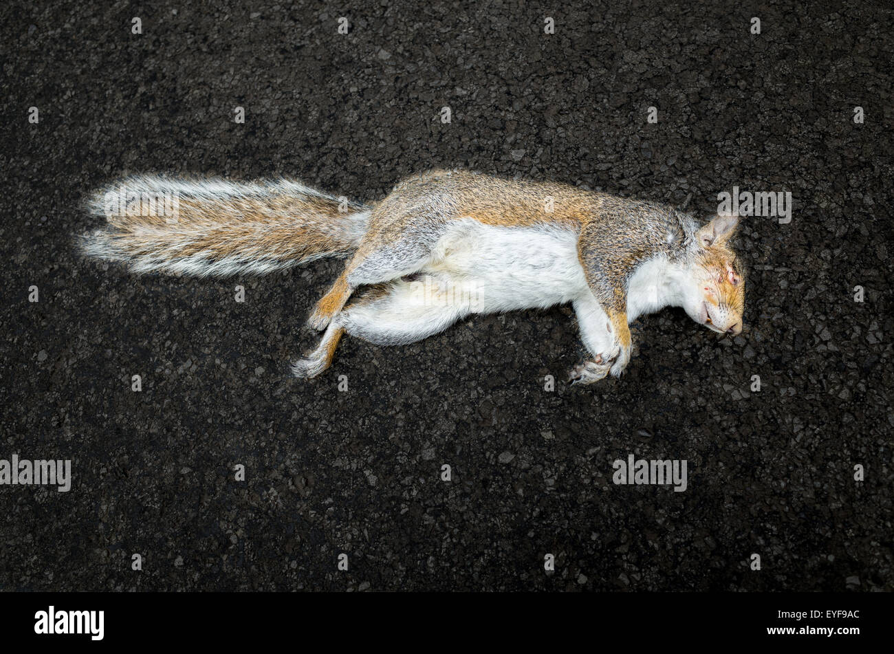 Dead squirrel hi-res stock photography and images - Alamy