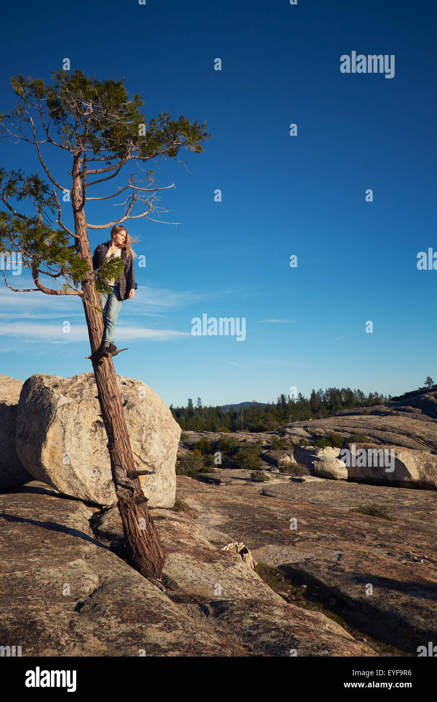 Woman in a remote mountain area of Northern California surveying the view from a pine tree growing out of granite. Stock Photo