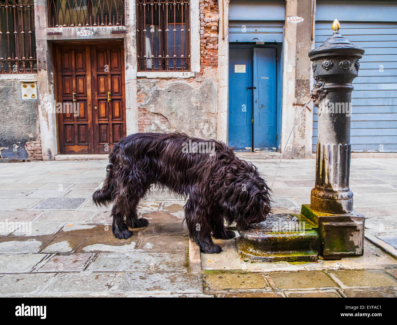 A wild dog laps water from one of the many public fountains on the streets; Venice, Italy Stock Photo