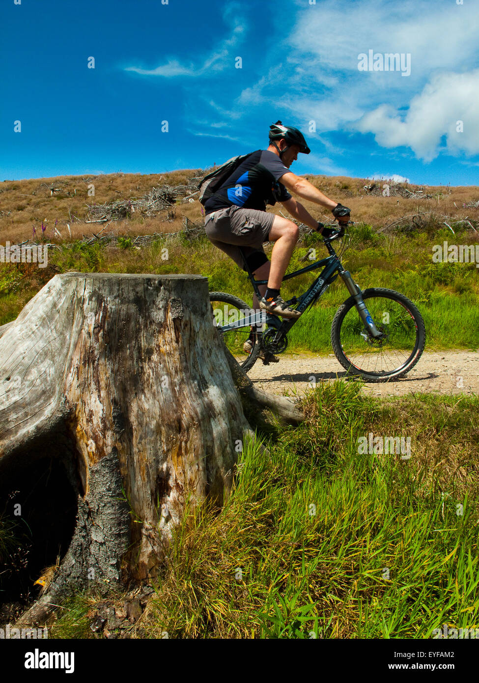 UK, Scotland, Glentree forest; Tweed Valley, Mountain Biker passing cut