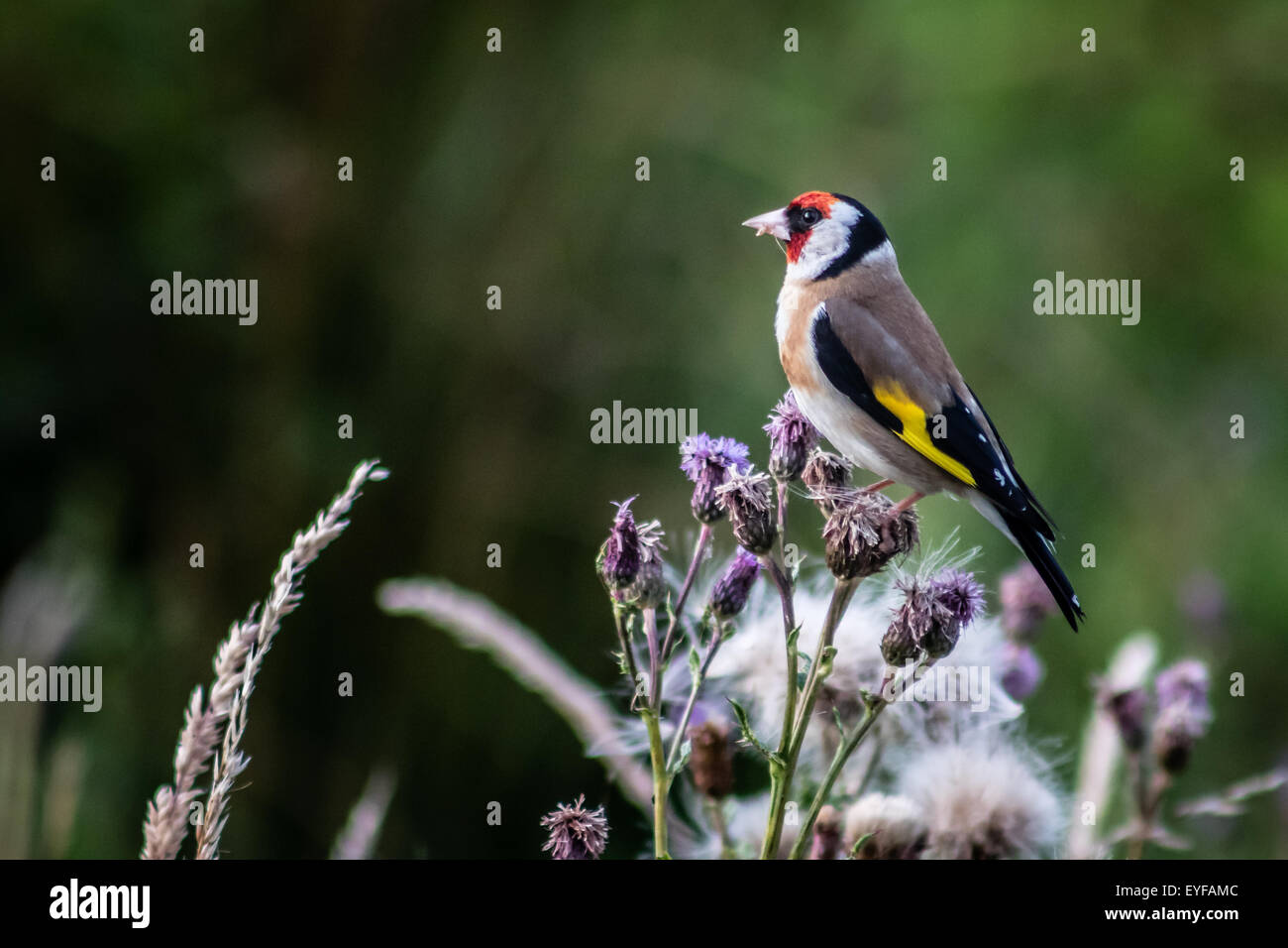 Goldfinch at Summer Leys Nature Reserve Stock Photo