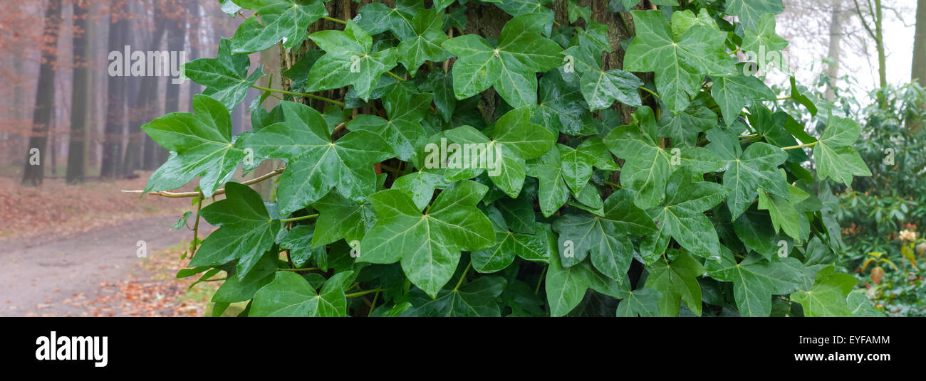 panoramic shot of a tree covered with green ivy Stock Photo