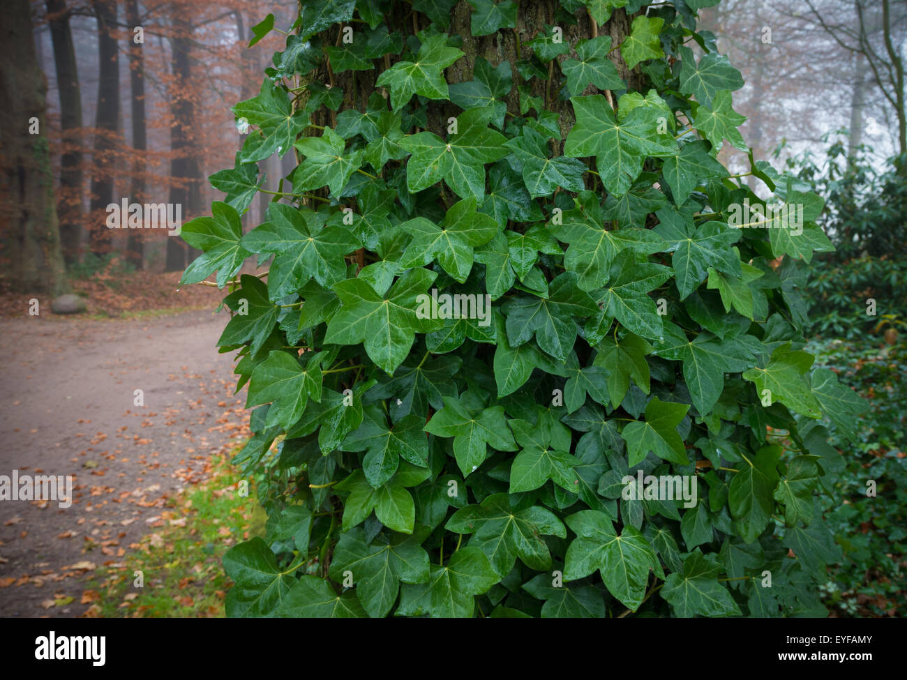 tree covered with green ivy Stock Photo