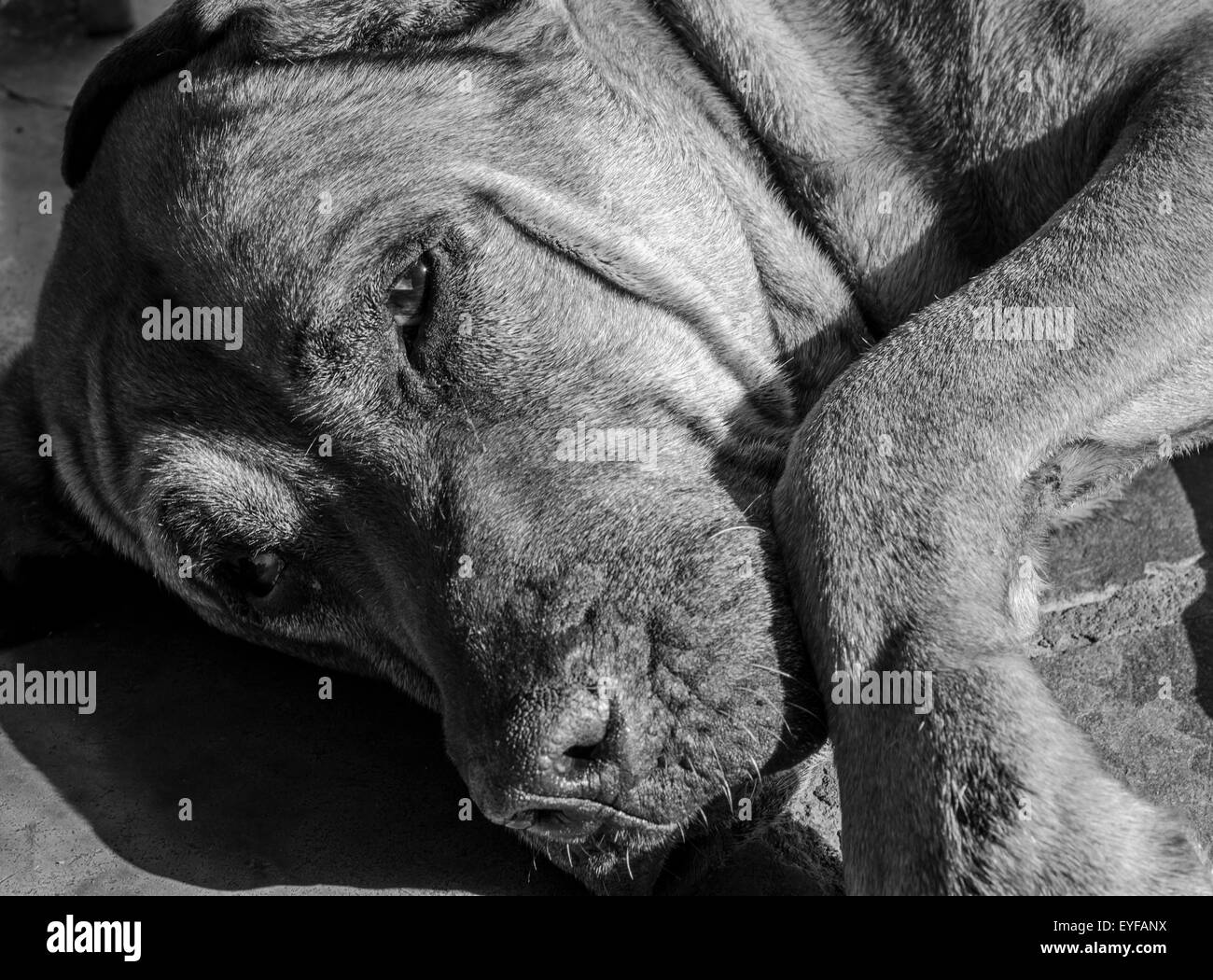 Sad old Fila Brasileiro dog lying and staring at camera. We want to know what it`s thinking. Stock Photo