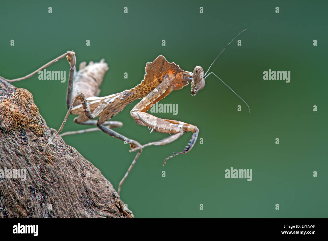 Dead Leaf Praying Mantis (Deroplatys Dessicata) Stock Photo