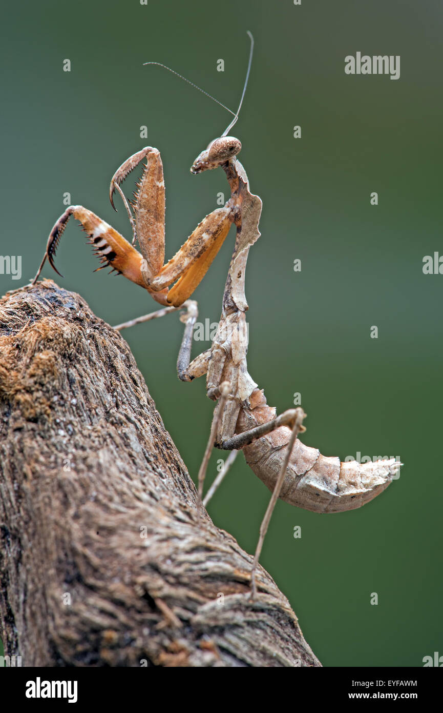 Dead Leaf Praying Mantis (Deroplatys Dessicata) Stock Photo