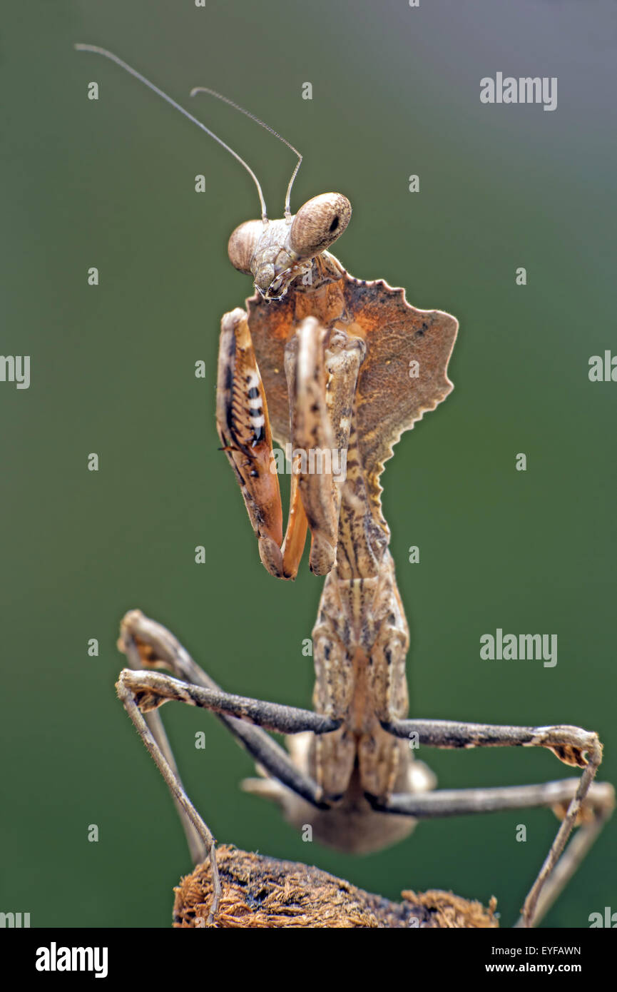 Dead Leaf Praying Mantis (Deroplatys Dessicata) Stock Photo