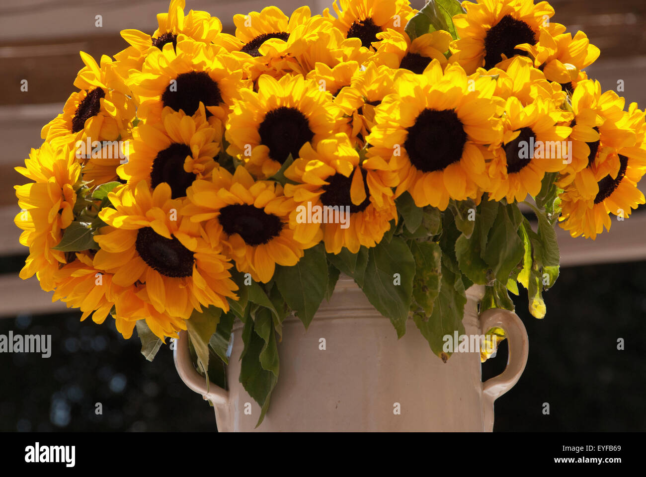 Sunflowers In A Ceramic Vase, Puglia, Italy Stock Photo