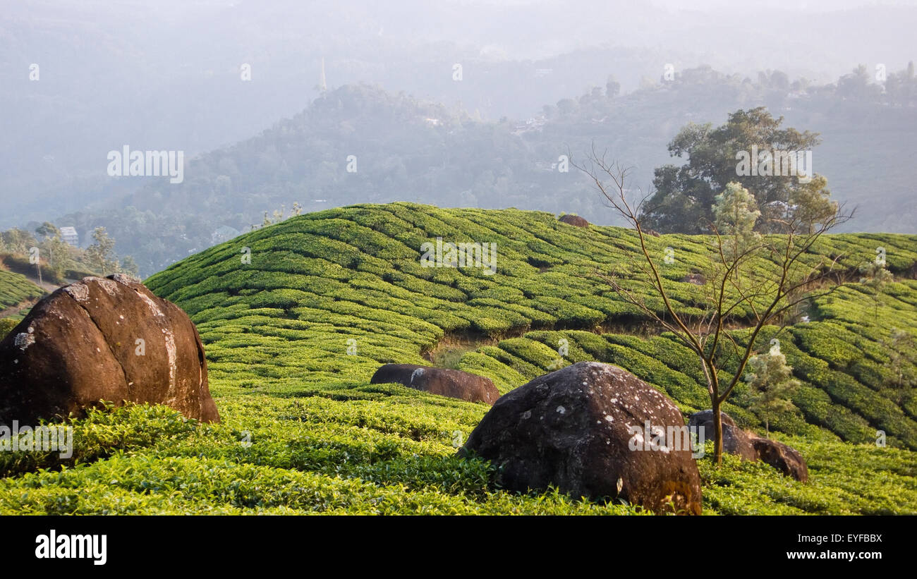 Munnar, A Hill Station Covered With Lush Green Tea Gardens, Top Station