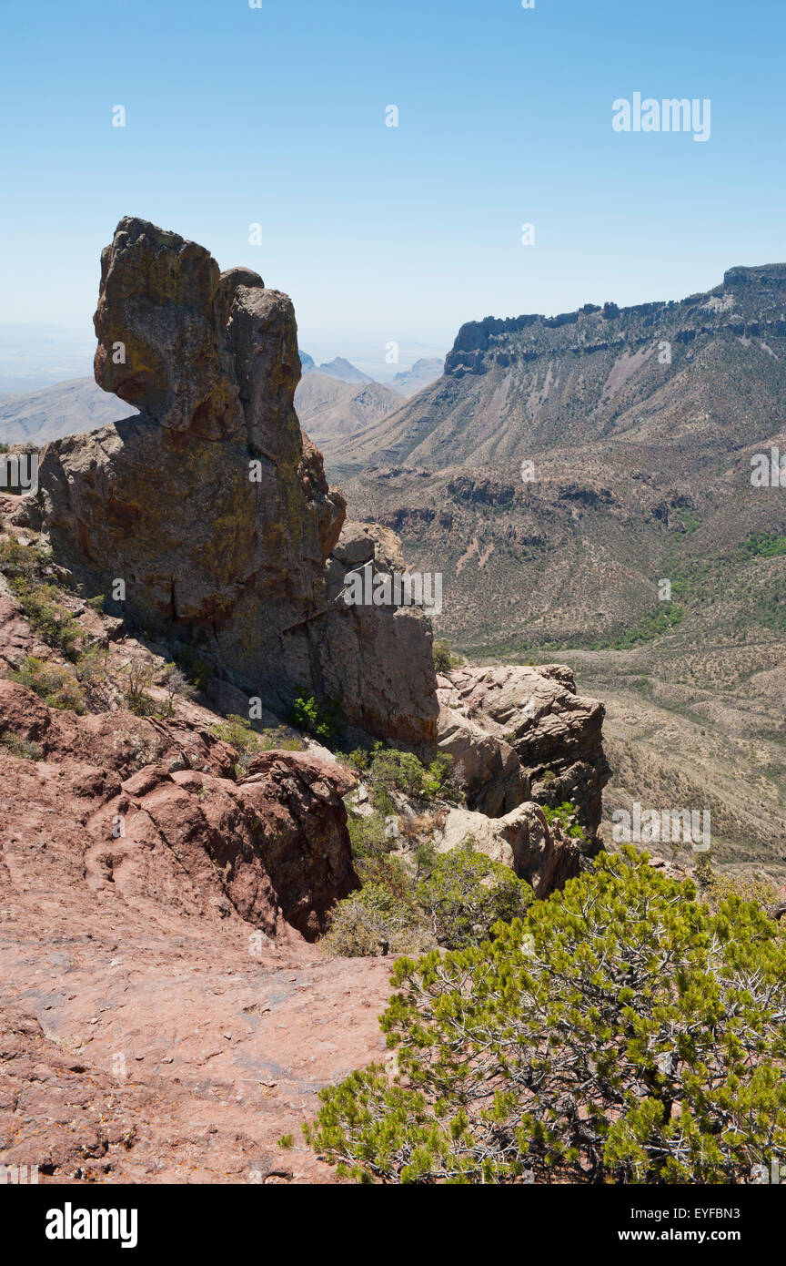 Texas plant on rock hi-res stock photography and images - Alamy