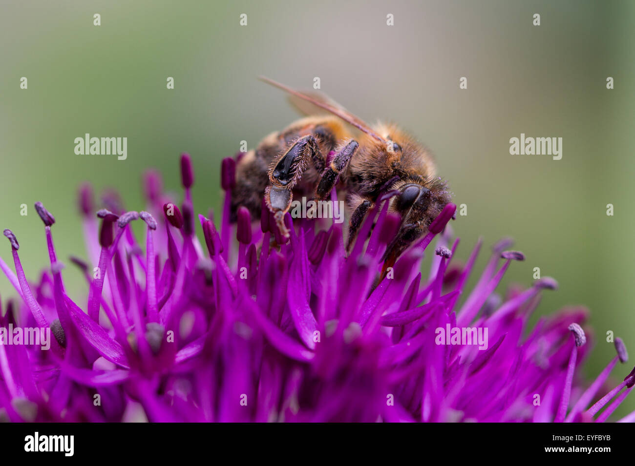 Pollen covered bumble bee feeding hi-res stock photography and images ...