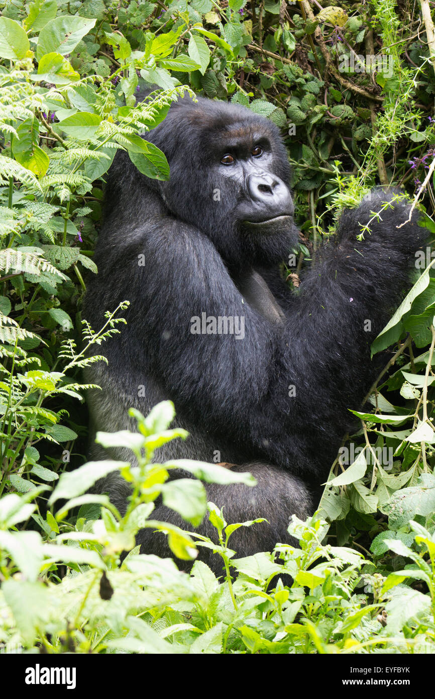 Large silverback mountain gorilla (beringei beringei) resting in Volcanoes National Park, Rwanda Stock Photo