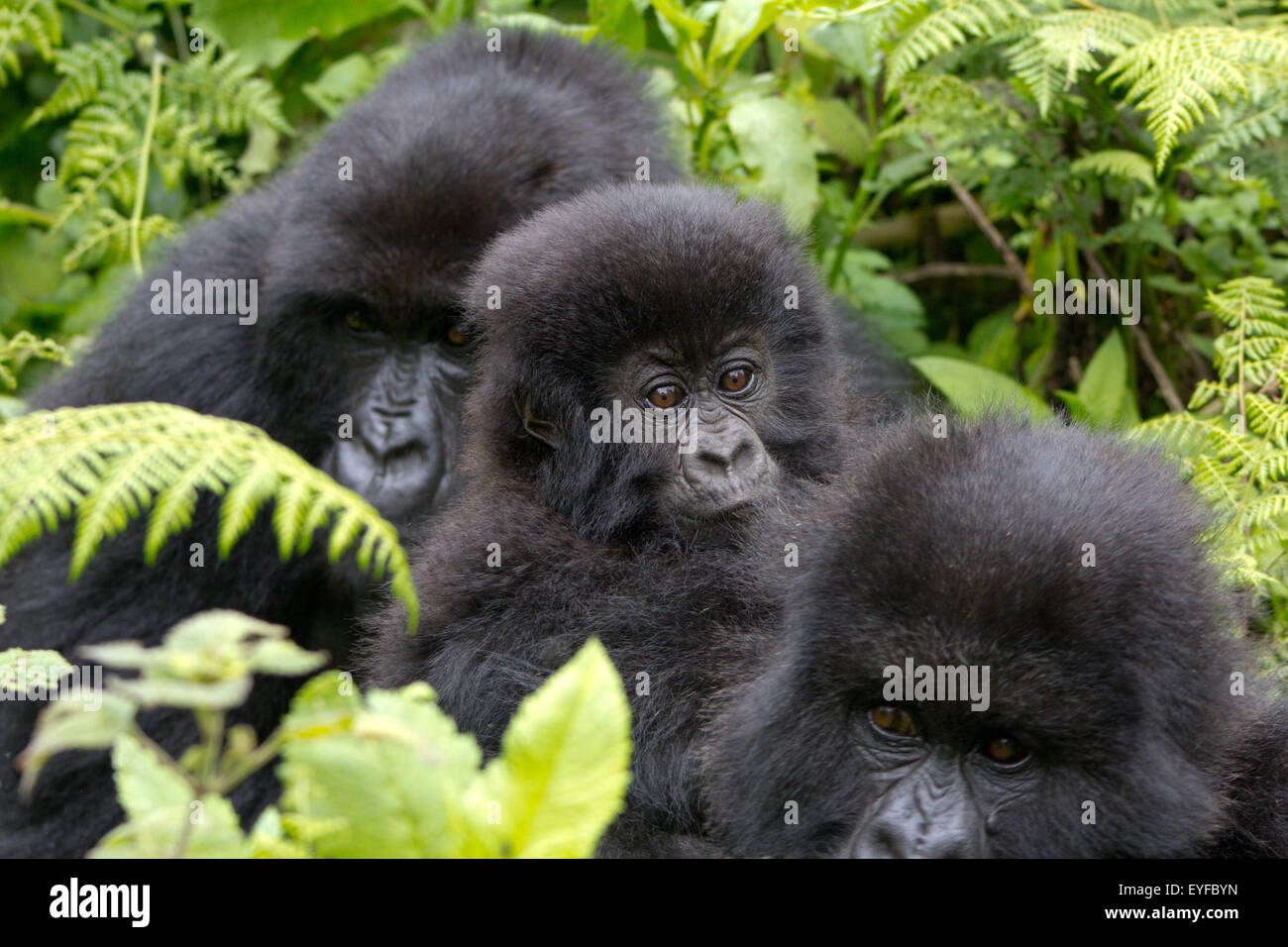 Three mountain gorillas (beringei beringei) sitting in the forest of Volcanoes National Park, Rwanda Stock Photo
