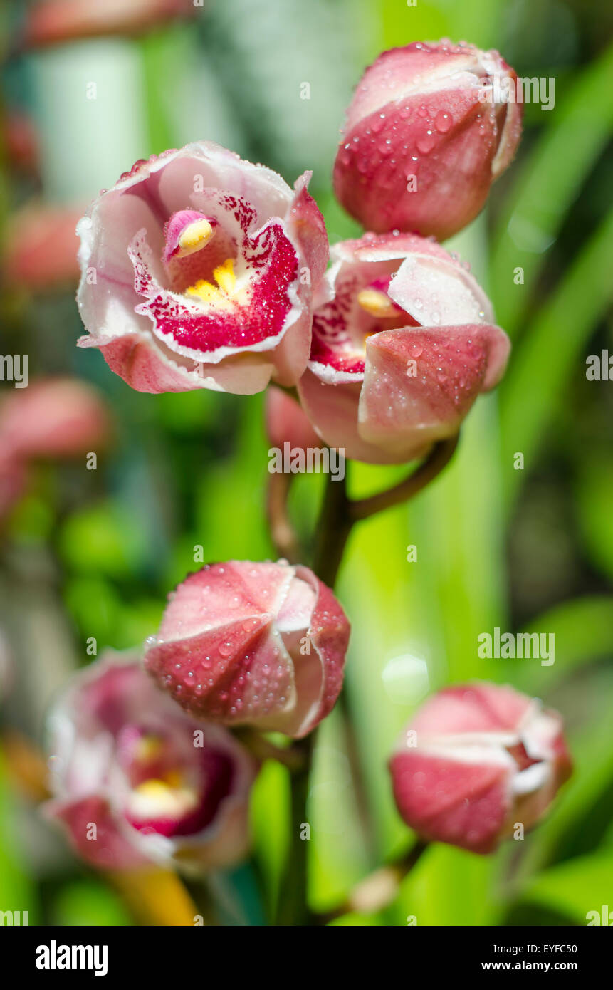 Red branch of cymbidium specie orchid blooming, wet after raining Stock Photo