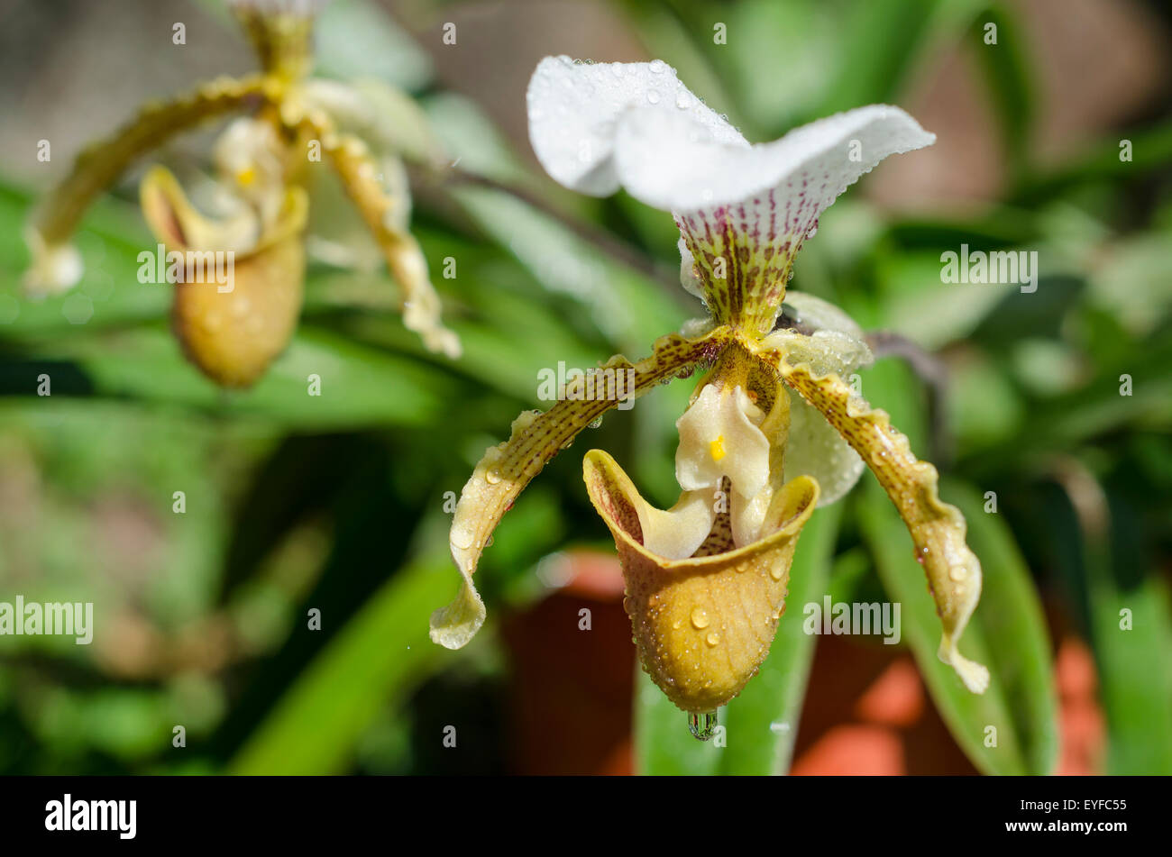 Paphiopedilum specie of orchid potted and wet after raining Stock Photo