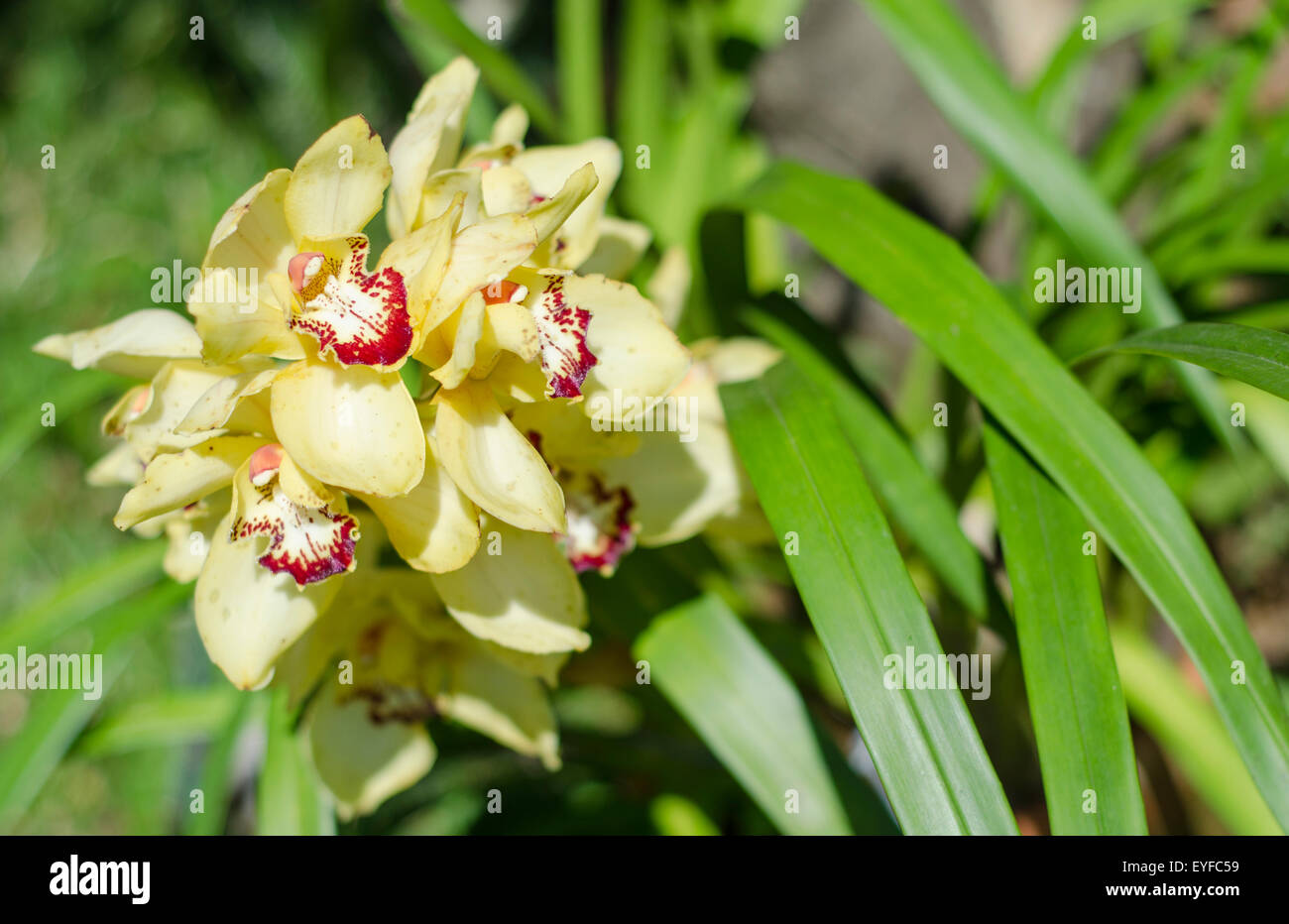 Branch of yellow Cymbidium orchid with red details potted Stock Photo