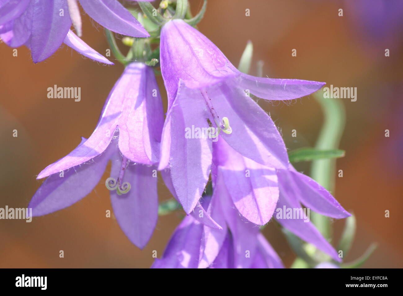 Creeping Bellflower (Campanula rapunculoides), pretty purple-violet, bell shaped flower growing in a flower garden Stock Photo