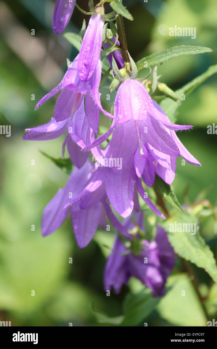 Creeping Bellflower (Campanula rapunculoides), pretty purple-violet, bell shaped flower/weed growing in a flower garden Stock Photo