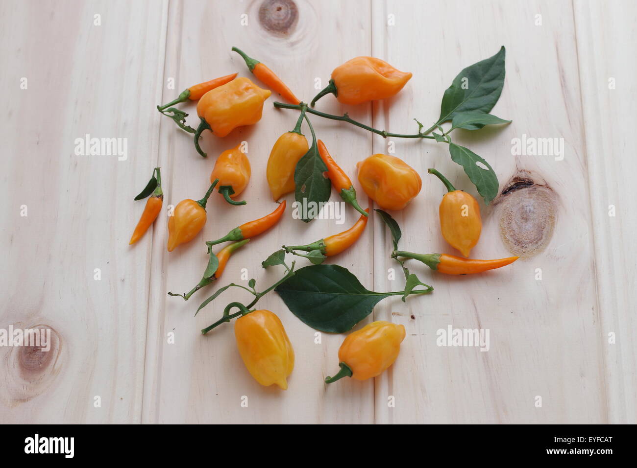 Habanero and Cha Cha chillies on a wooden board Stock Photo