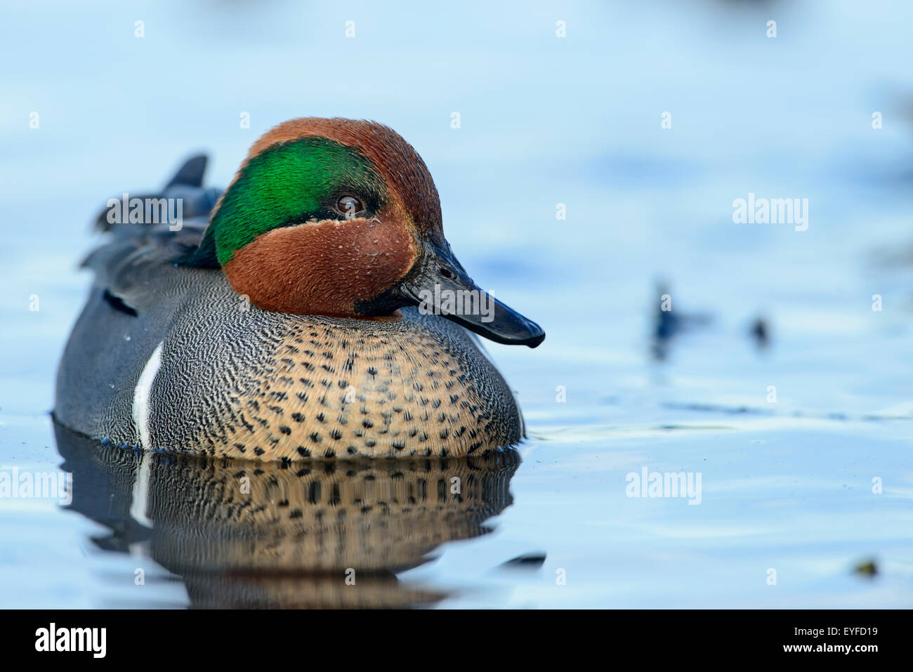 Green-winged Teal Drake (Anas crecca), Pacific Northwest Stock Photo ...