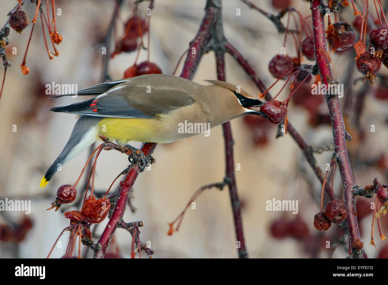A cedar waxwing (Bombycilla cedrorum) feeds on winter berries, Missoula, Montana Stock Photo