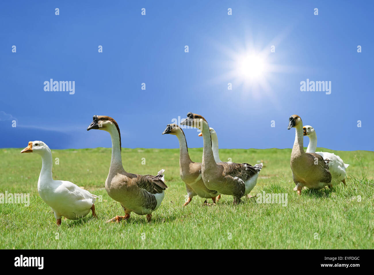 group of domestic goose walking on the field with beautiful sky ...