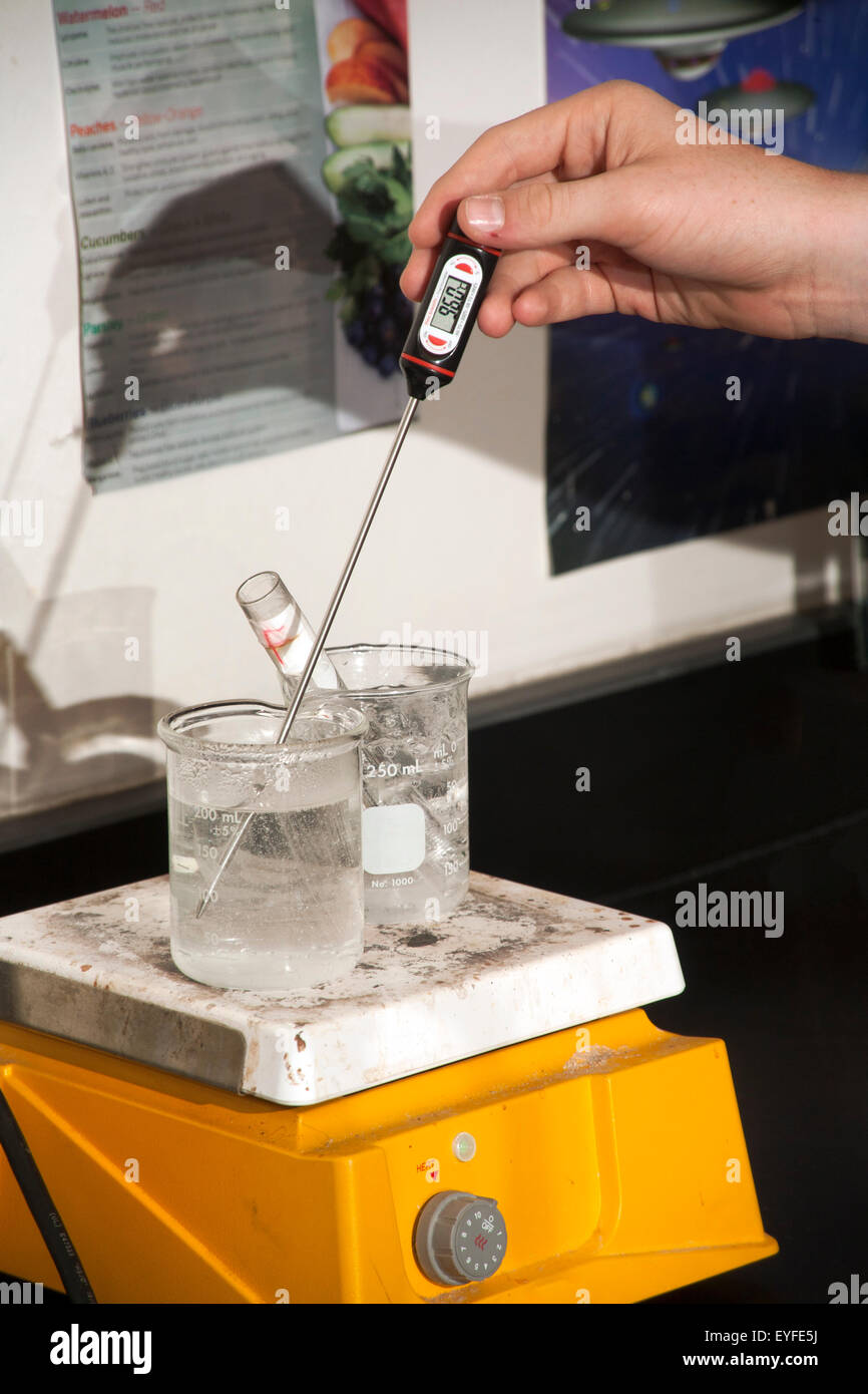 Using a thermometer to check the temperature of boiling water,  a San Clemente, CA, high school chemistry student ascertains the identity of a metal in the test tube via heat transfer  as an example of calorimetry, the measuring of changes in state variables of a body for the purpose of deriving the heat transfer associated with changes of its state due to chemical reactions or physical changes Stock Photo