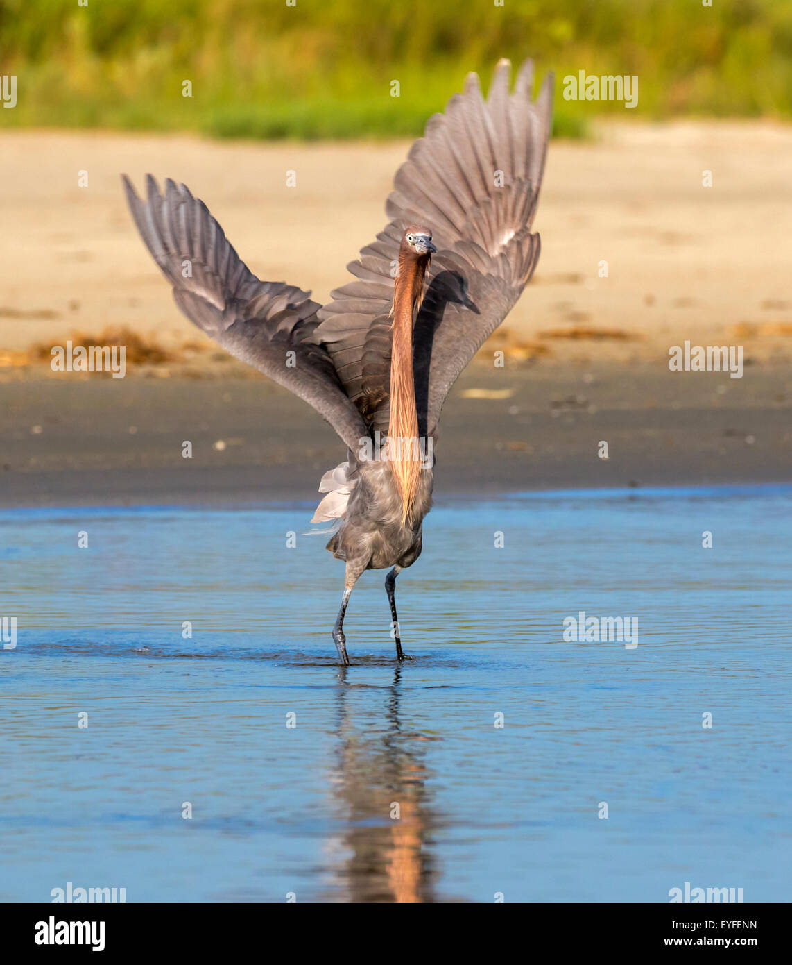 Reddish egret (Egretta rufescens) stretching wings, Galveston, Texas