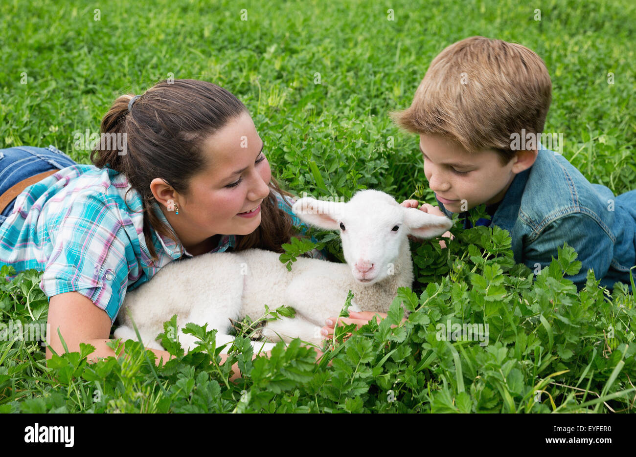 Girl (12-13) and boy (10-11) taking care of lamb Stock Photo