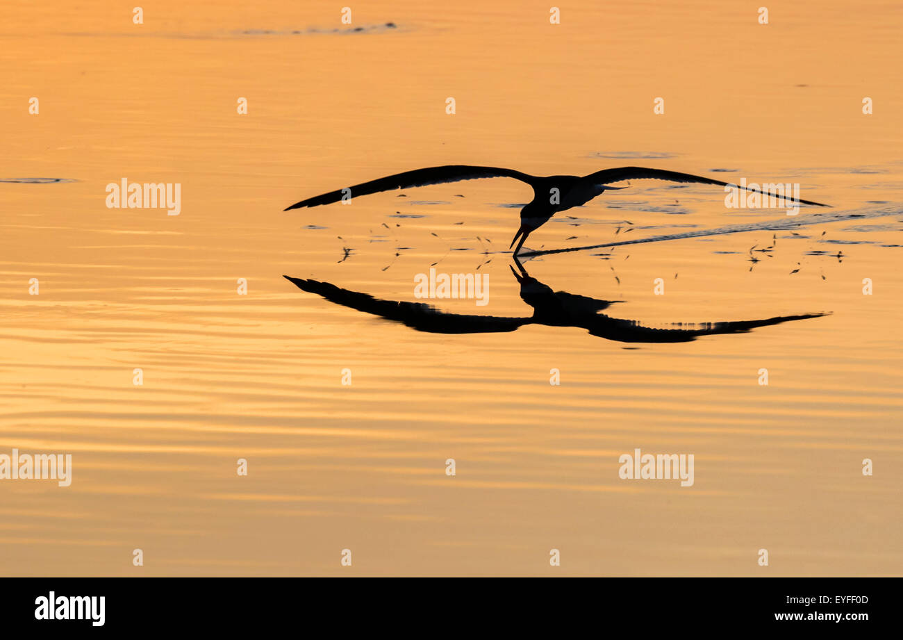 Black skimmer (Rynchops niger) hunting at sunrise in seashore, Galveston, Texas, USA. Stock Photo