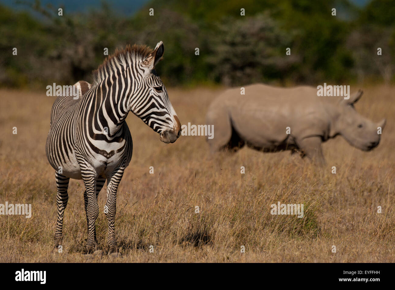 Grevy's Zebra and Southern White Rhino in special rhino enclosure, Ol Pejeta Conservancy; Kenya Stock Photo