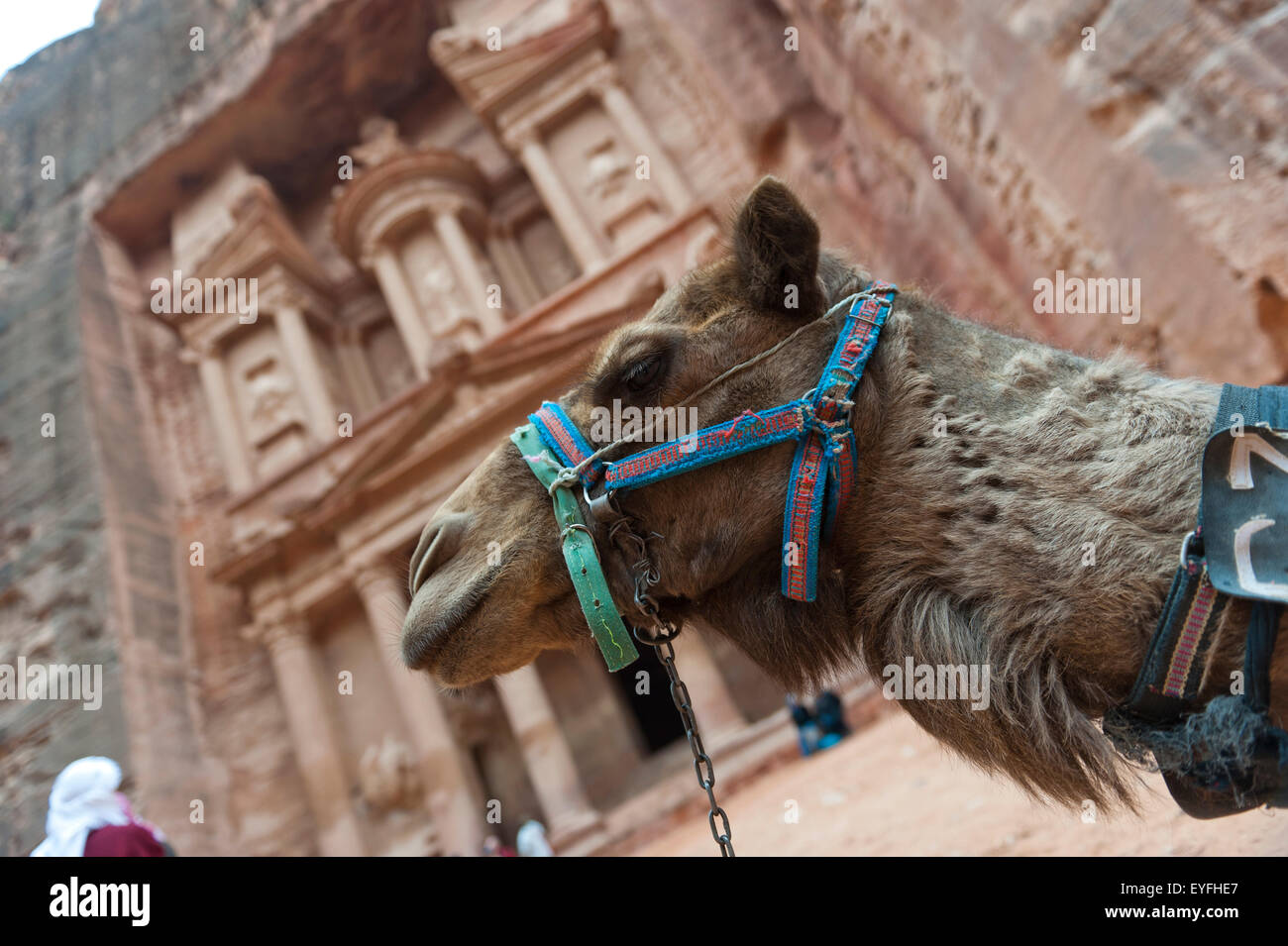 Camel,Jordan,Unesco,Petra Stock Photo