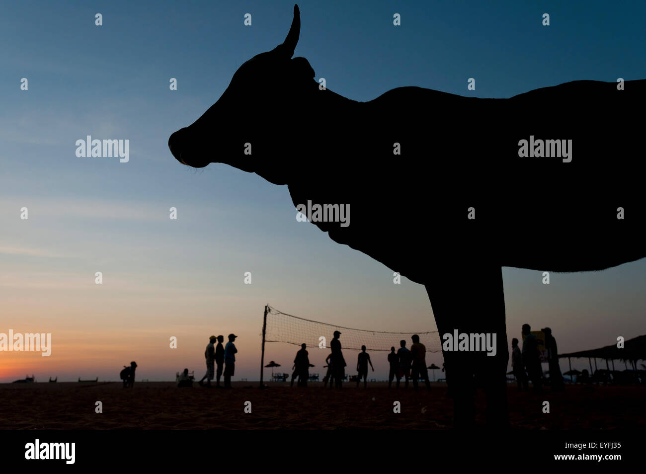 Silhouette of cow in front of a group of people playing volleyball on