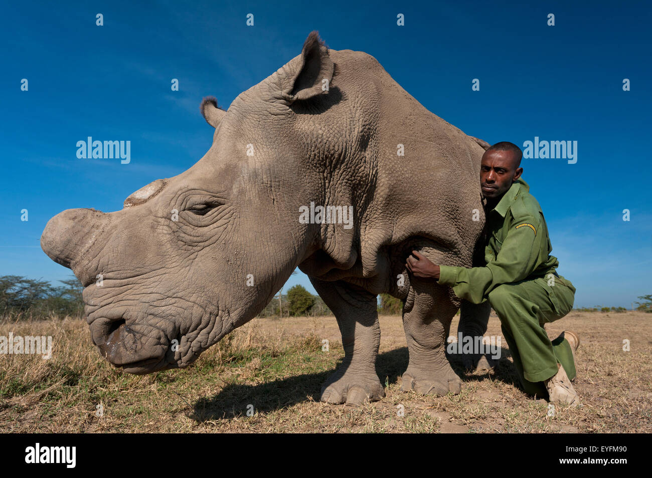 Park ranger with Great Northern White Rhino in special protected ...