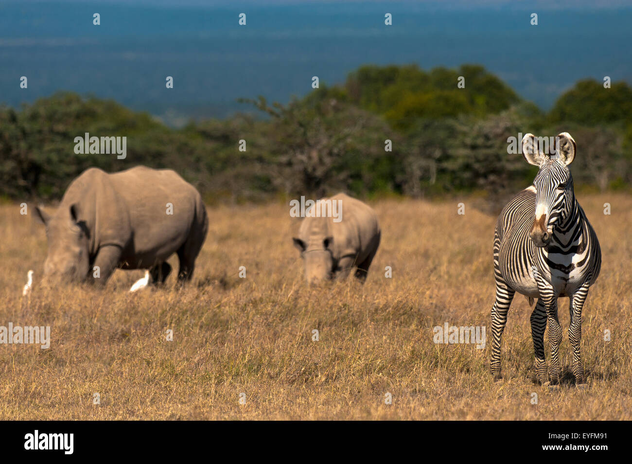 Grevy's Zebra and Southern White Rhino and baby in special rhino